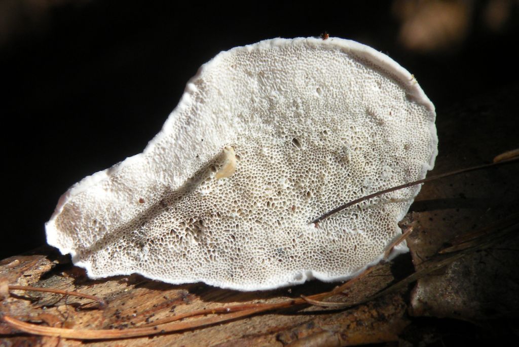 Trametes sp...